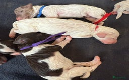 Labradoodle dogs for sale: Therapy breeder 5th gen miniature F1bbbb - Image 7