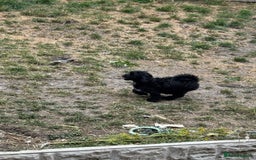 Shihpoo dogs for sale: 4 shihpoo males ready now in Telford - Image 28