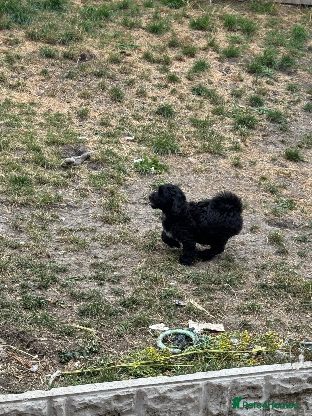 Shihpoo dogs for sale: 4 shihpoo males ready now in Telford - Image 28
