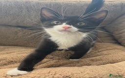 Mixed Breed cats for sale: Super friendly kittens ready now  - Image 7