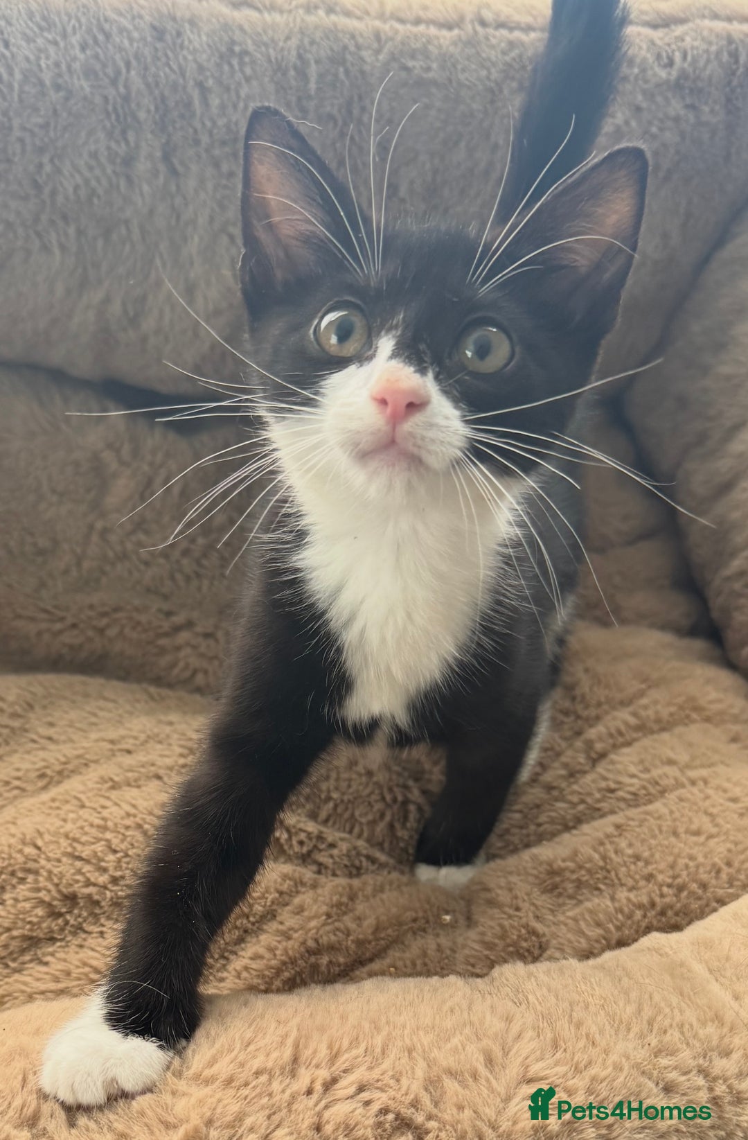 Mixed Breed cats for sale: Super friendly kittens ready now  - Image 7