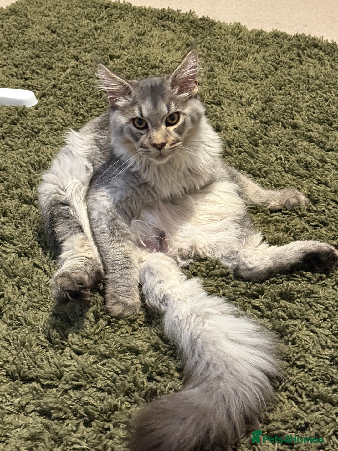 Maine Coon cats for sale: Maine Coon - Advert 3