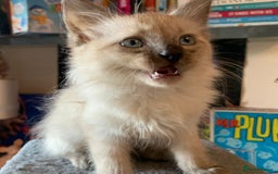 Ragdoll cats for sale: Ragdoll male kitten - Image 2