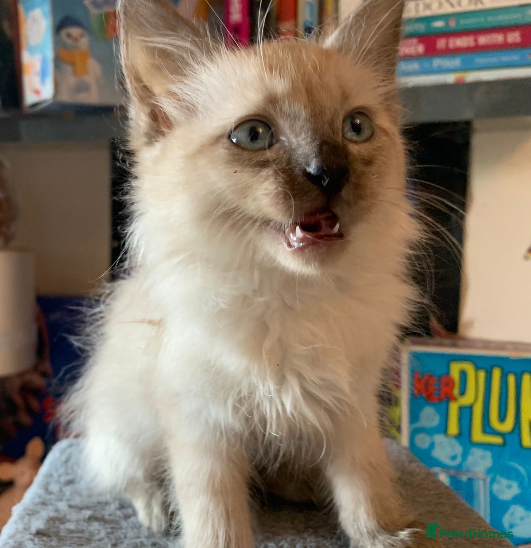Ragdoll cats for sale: Ragdoll male kitten - Image 2