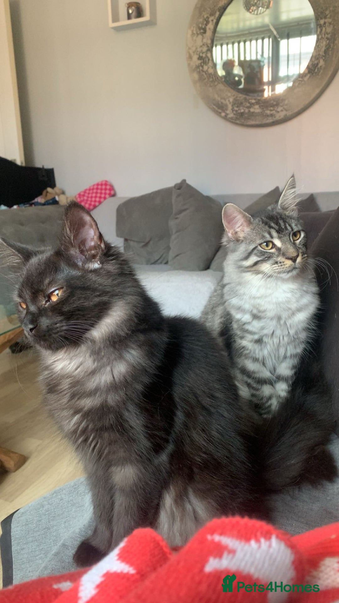 Maine Coon cats for sale: Male Maine coon for sale  - Advert 1