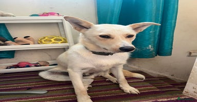 Mixed Breed dogs - Advert 15
