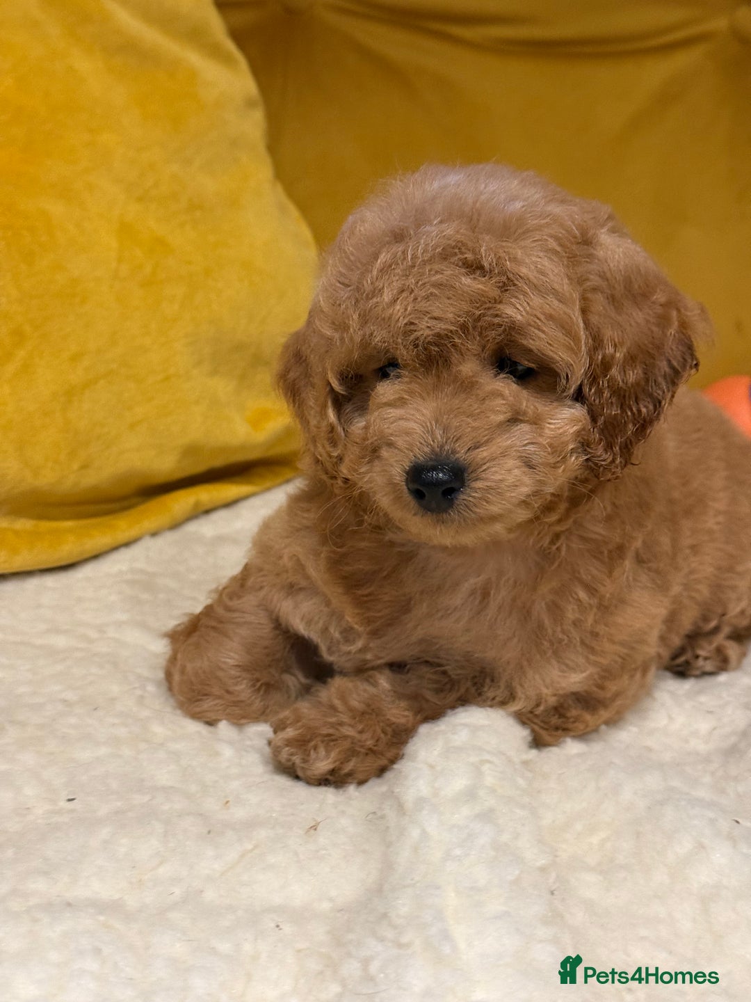 Cockapoo dogs for sale: Absolutely stunning puppies  - Advert 10