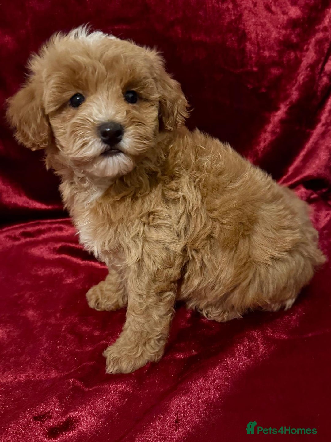 Maltipoo dogs for sale: READY TO LEAVE!! BEAUTIFUL LITTER OF F1B MALTIPOOS - Advert 6