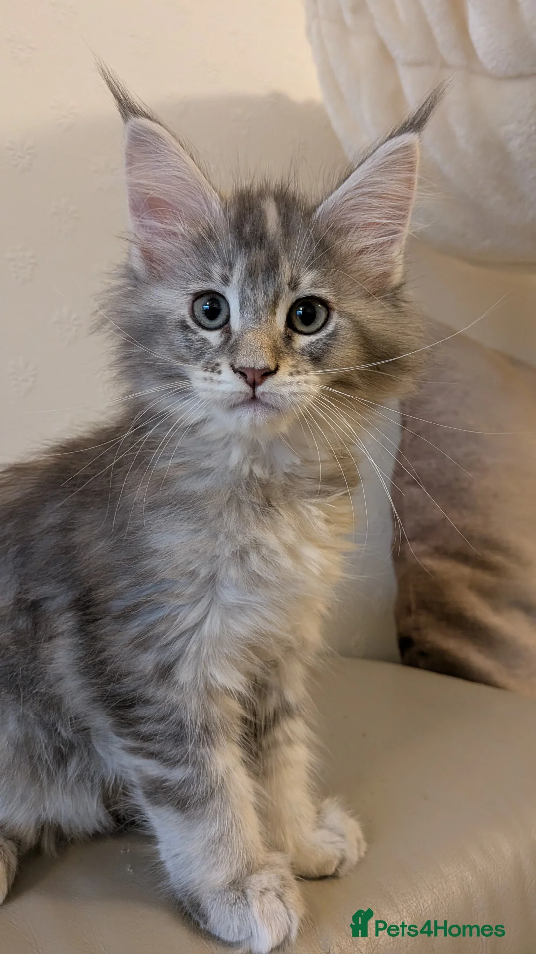 Maine Coon cats for sale: 🏅GCCF🏅 pure maine coon kittens  - Advert 14
