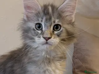 Maine Coon cats 🏅GCCF🏅 pure maine coon kittens - Advert 13