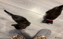 Mixed Breed cats for sale: 3 stunning kittens  - Image 5