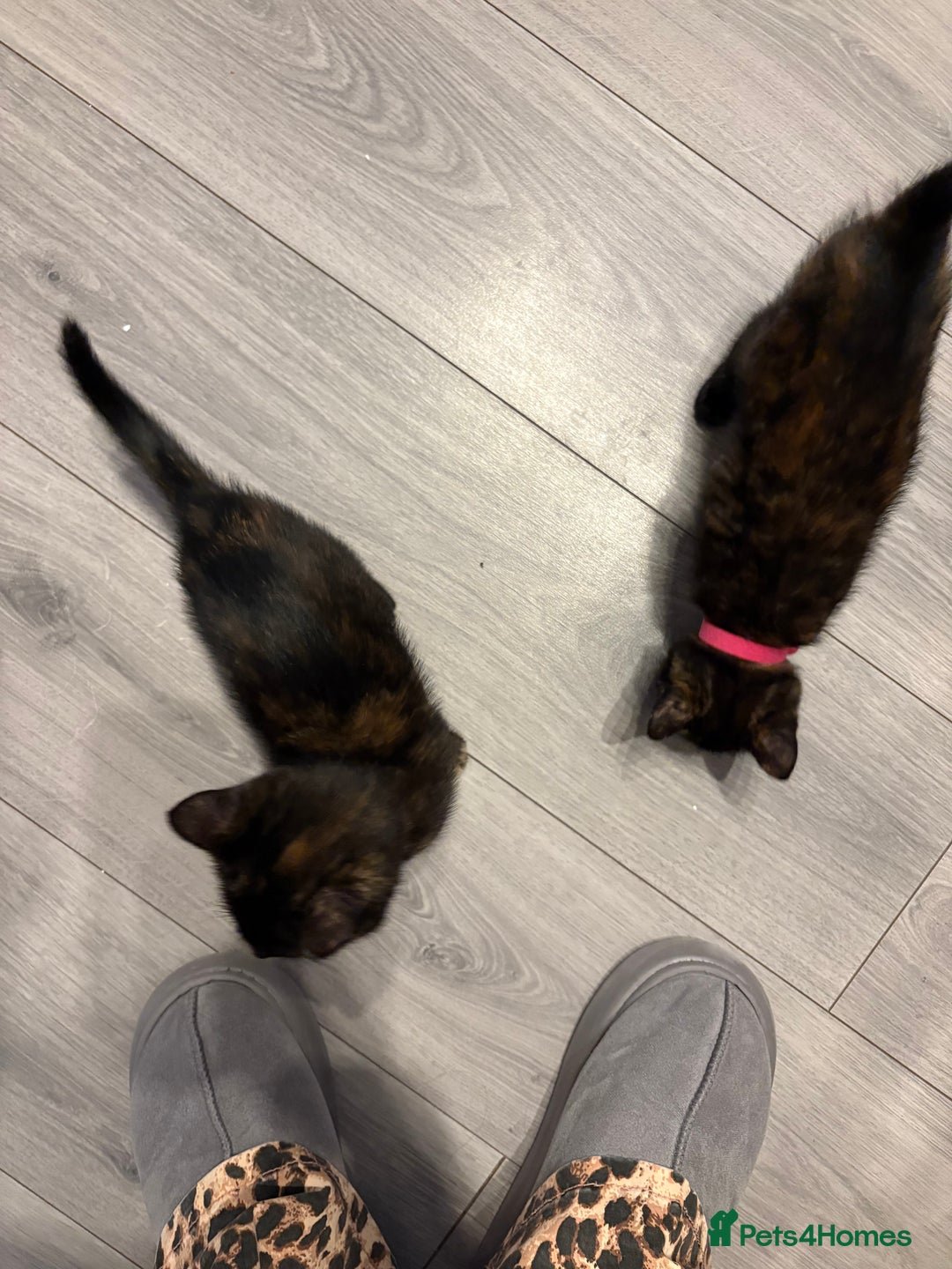 Mixed Breed cats for sale: 3 stunning kittens  - Image 5
