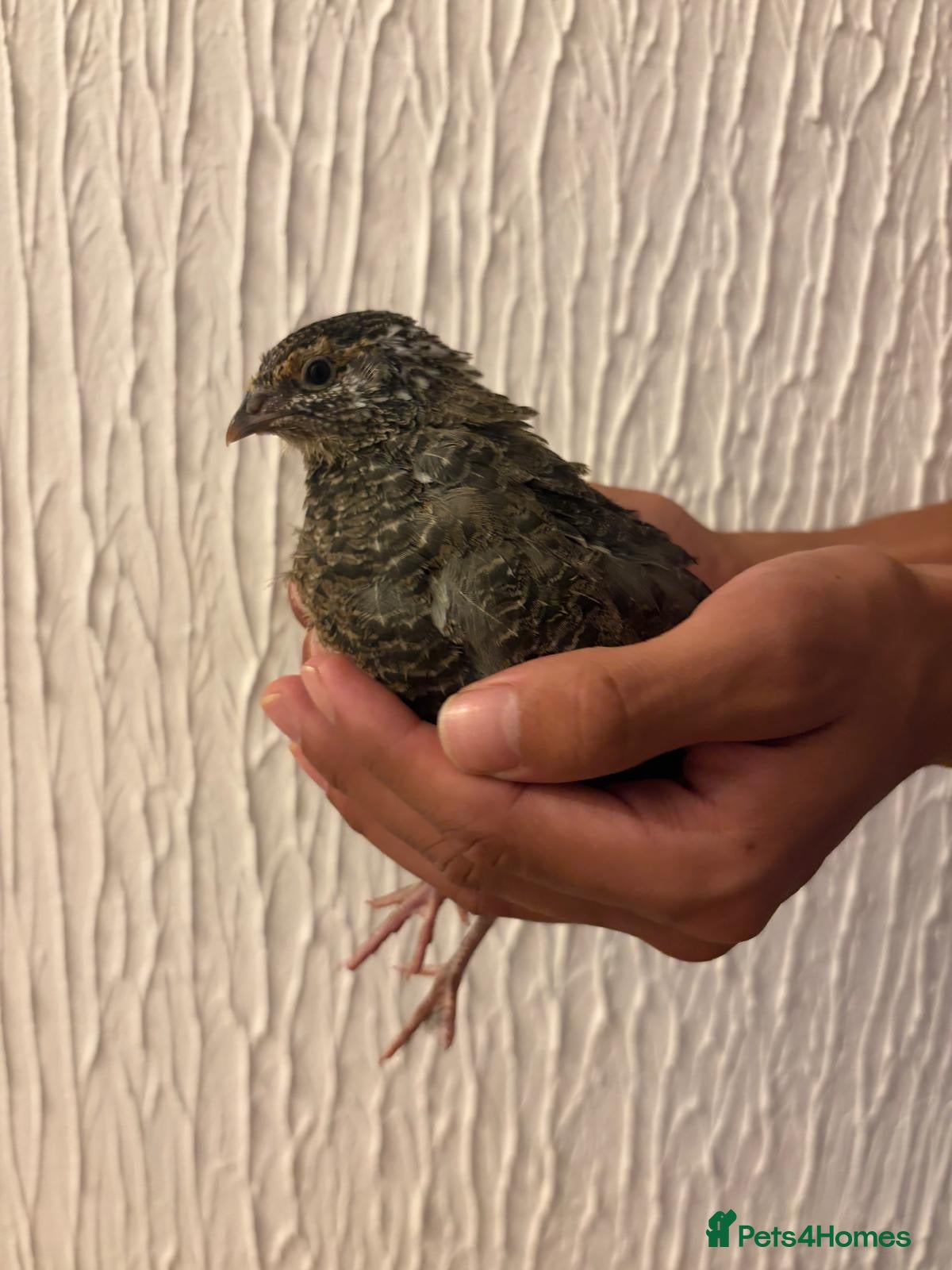 Quail poultry Female Quails 4 weeks old - Advert 22