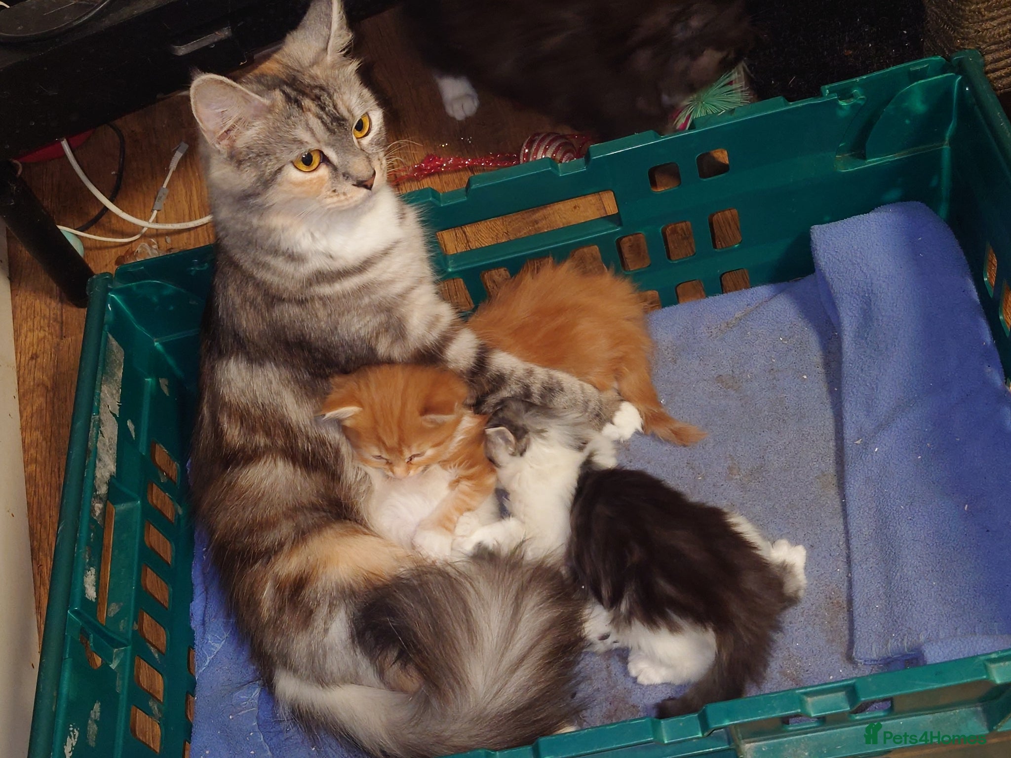 Mixed Breed cats Maine Coon mixed - Advert 1