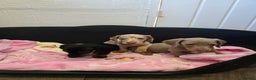 Dachshund dogs for sale: 4 beautiful dachshund boy puppies  - Advert 12