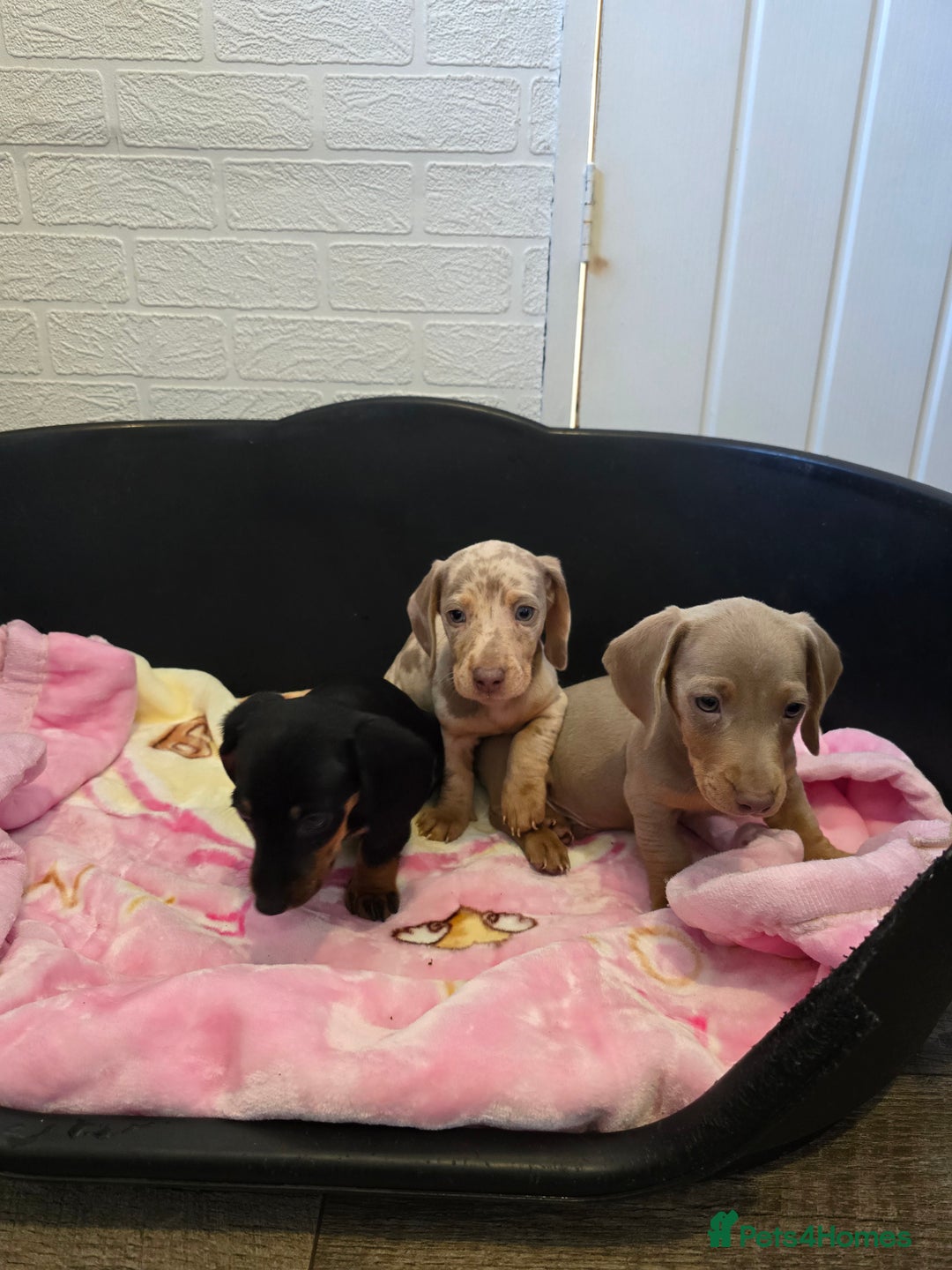 Dachshund dogs for sale: 4 beautiful dachshund boy puppies  - Advert 12