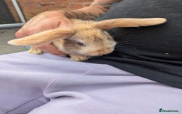 French Lop rabbits for sale: French Lop babies  - Image 4