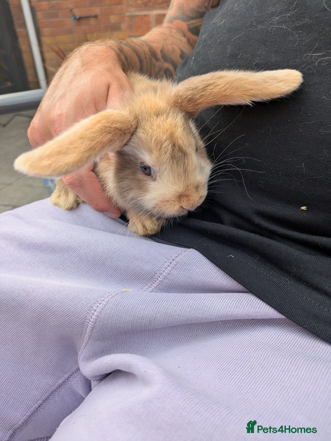 French Lop rabbits for sale: French Lop babies  - Image 4