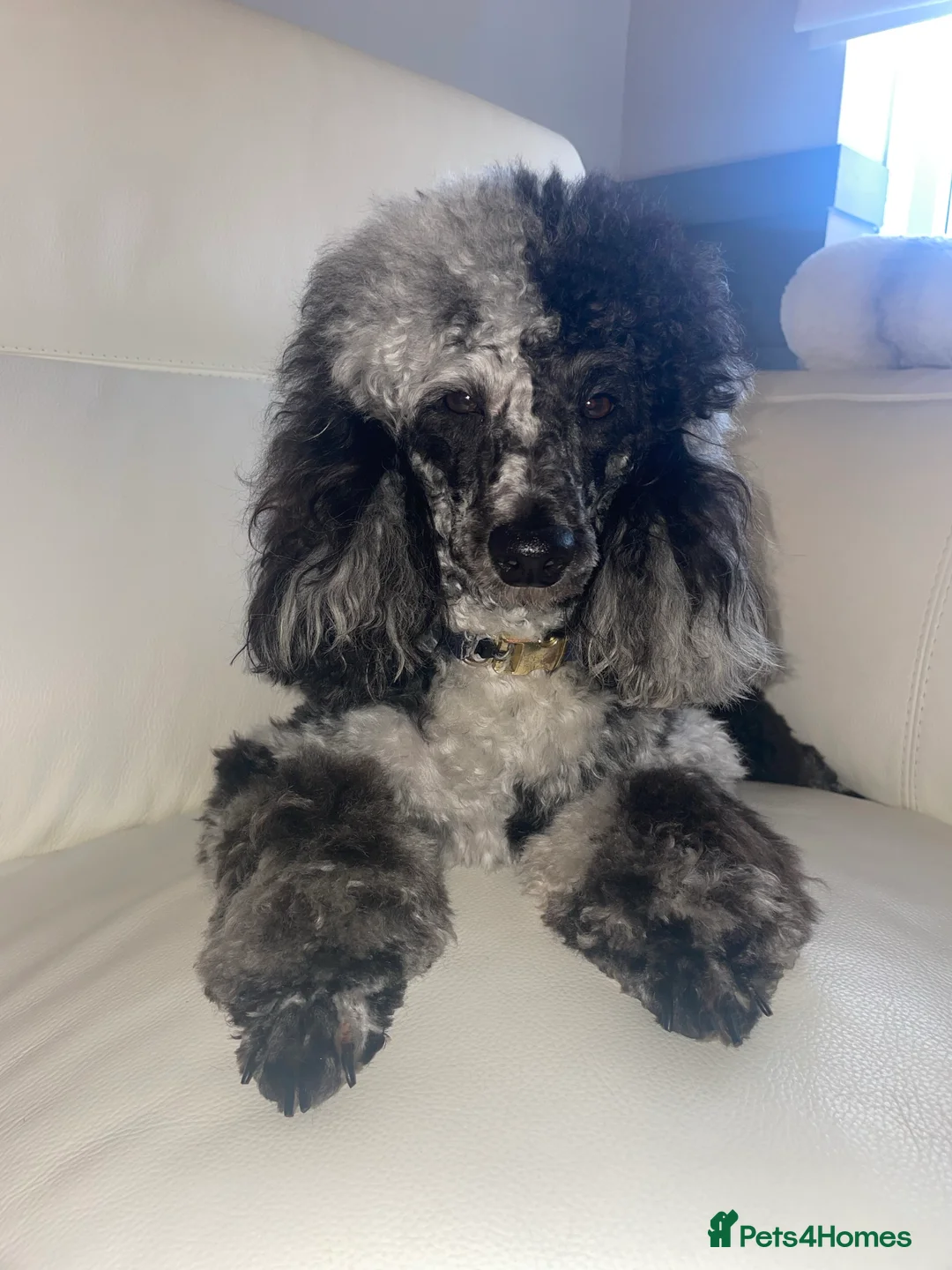Miniature Poodle dogs for stud: Blue Merle Miniature Poodle (PROVEN) Health Tested in Sunderland - Advert 3