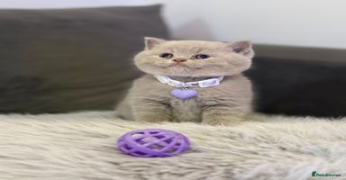 Scottish Fold cats - Advert 8