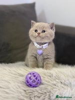 Scottish Fold cats - Advert 8