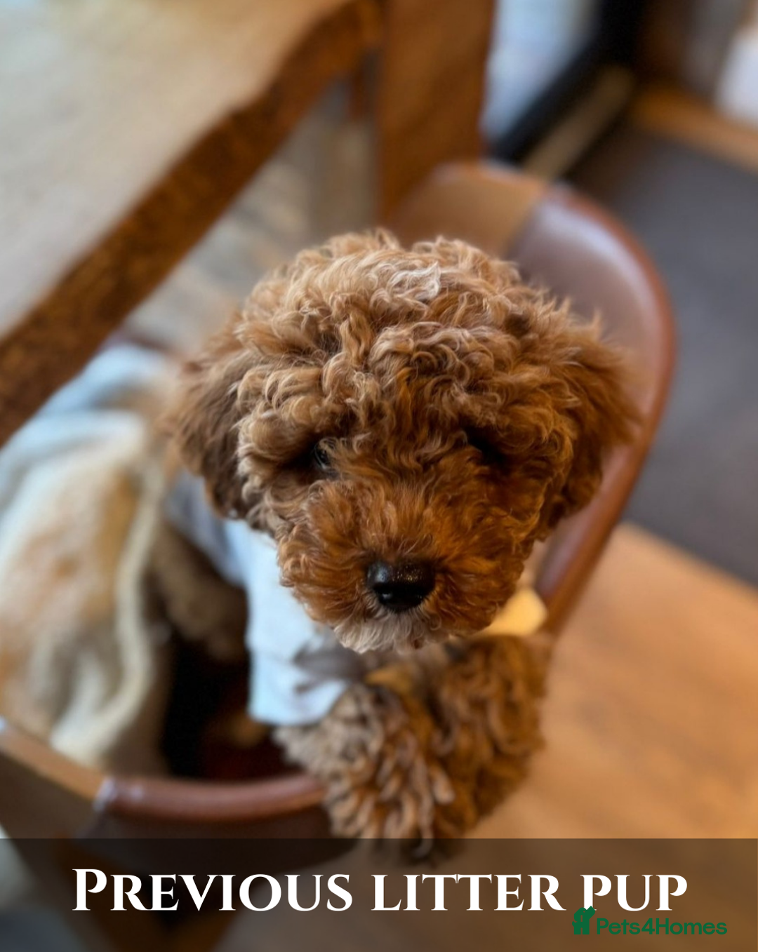 Cavapoo dogs for sale: 5 Beautiful Deep Red Cavapoo Pups - Advert 5