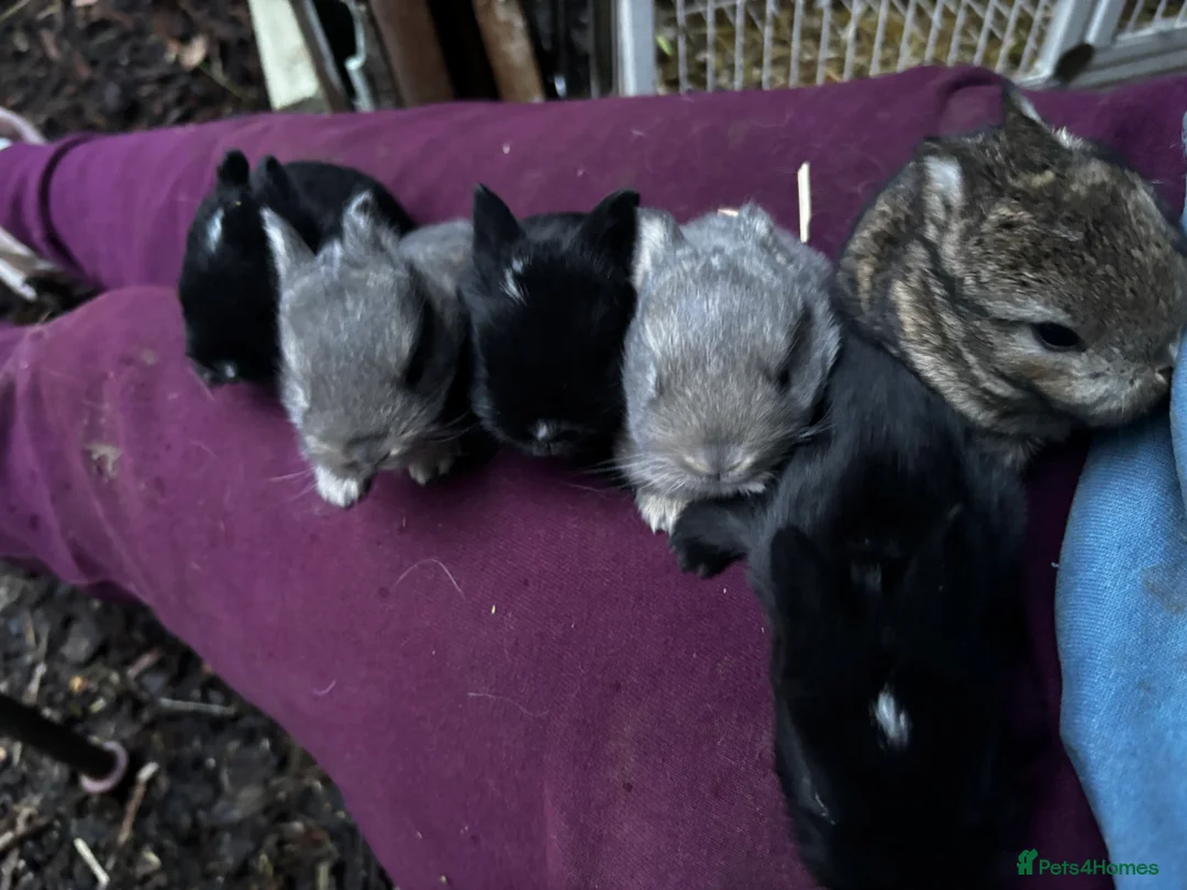 Netherland Dwarf rabbits for sale: Pure neverland dwarf rabbits  - Advert 1