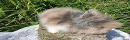 Lionhead rabbits for sale: Stunning DM Lionhead baby rabbits - Advert 9