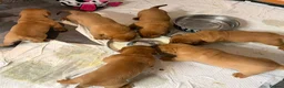 Dogue De Bordeaux dogs for sale: KC Dogue de Bordeaux Puppies with champions.  - Advert 11