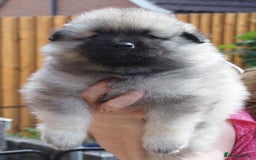 Keeshond dogs for sale: Keeshond Puppies available - Image 12