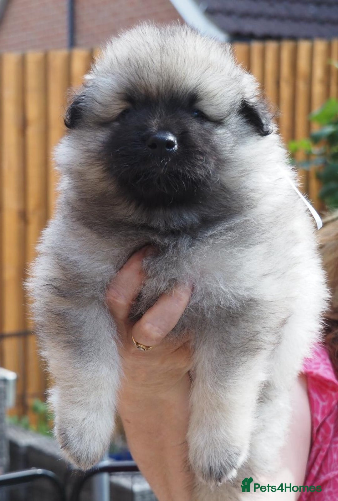 Keeshond dogs for sale: Keeshond Puppies available - Image 12