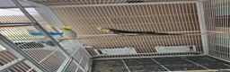 Cockatiels birds for sale: Male cockatiel available around 3 years old  - Advert 3