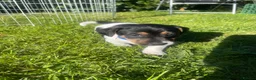 Jack Russell dogs for sale: Ready to leave tomorrow tri boy JRT puppy - Advert 5