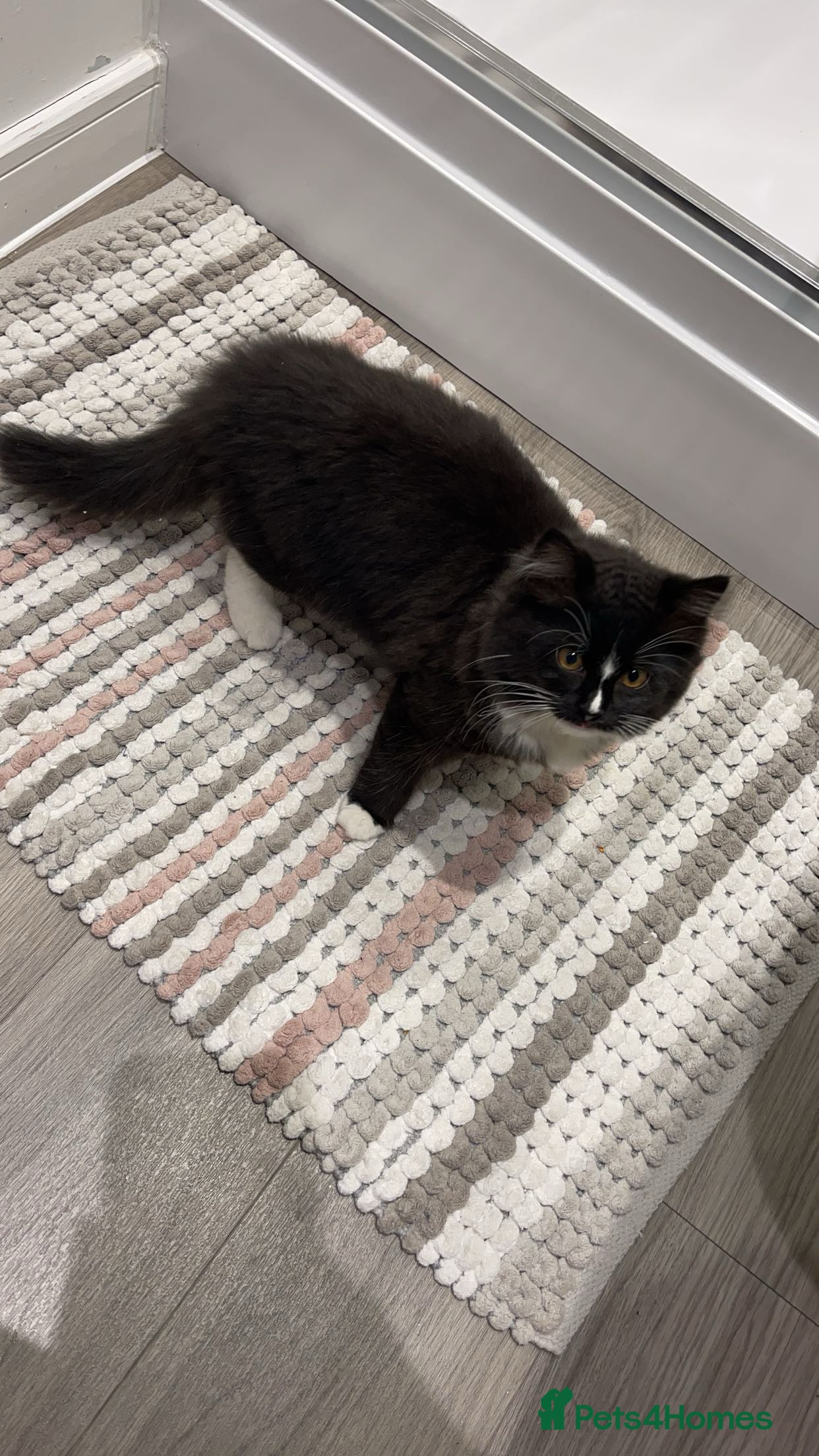 Maine Coon cats Maine Coon/Ragdoll Female - Advert 4