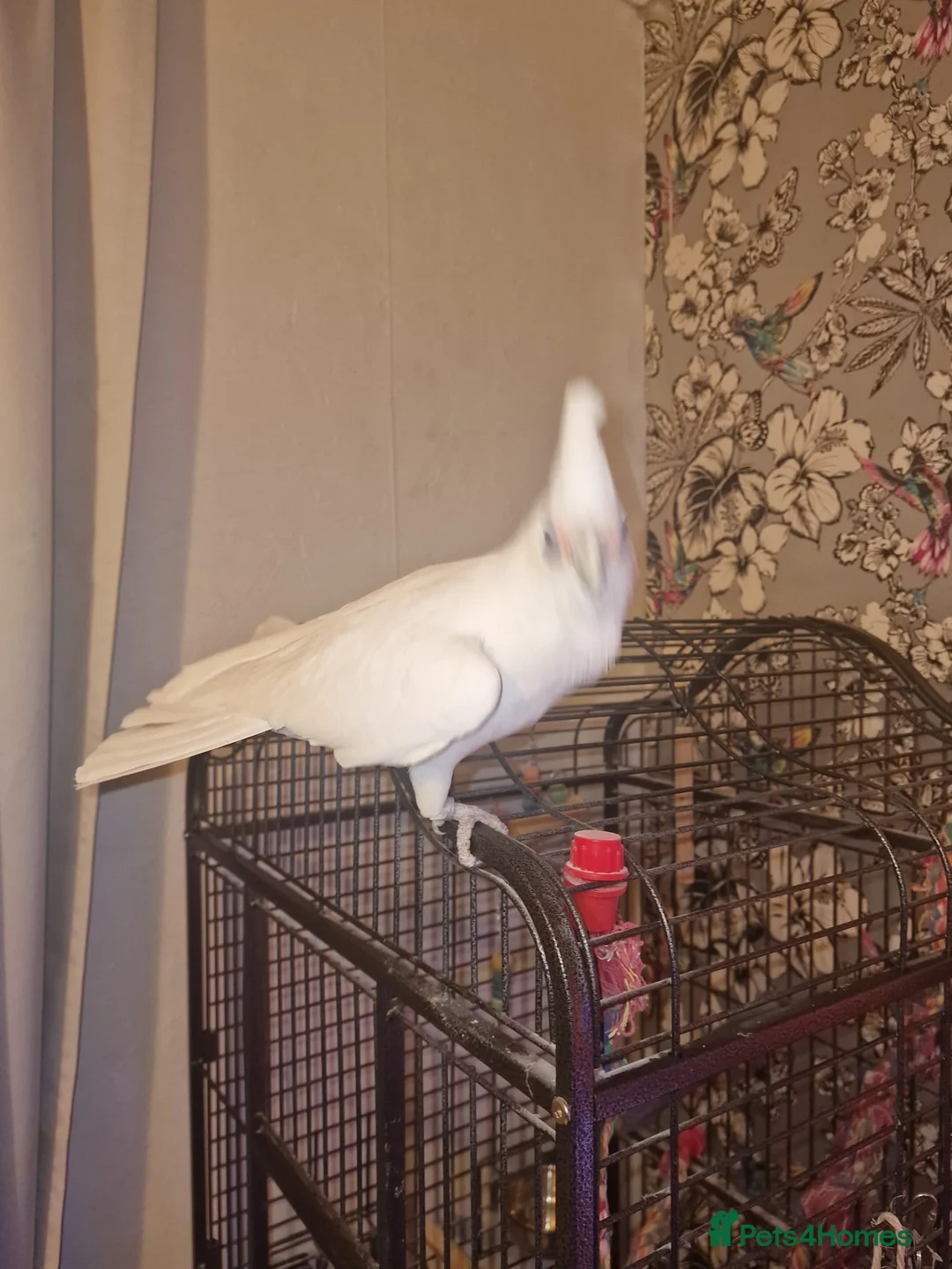 Cockatoo birds for sale: Cockatoo, male, 20yrs old in Erith - Advert 4