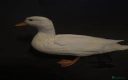 Ducks poultry for sale: Pure white call ducks  - Image 4