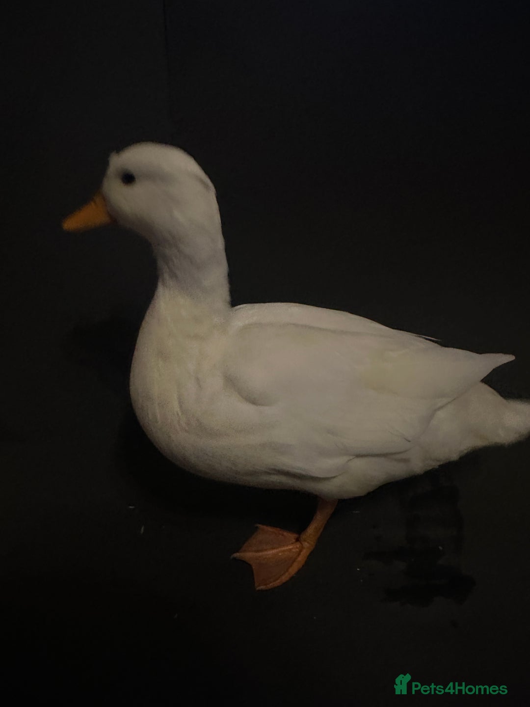 Ducks poultry for sale: Pure white call ducks  - Image 4