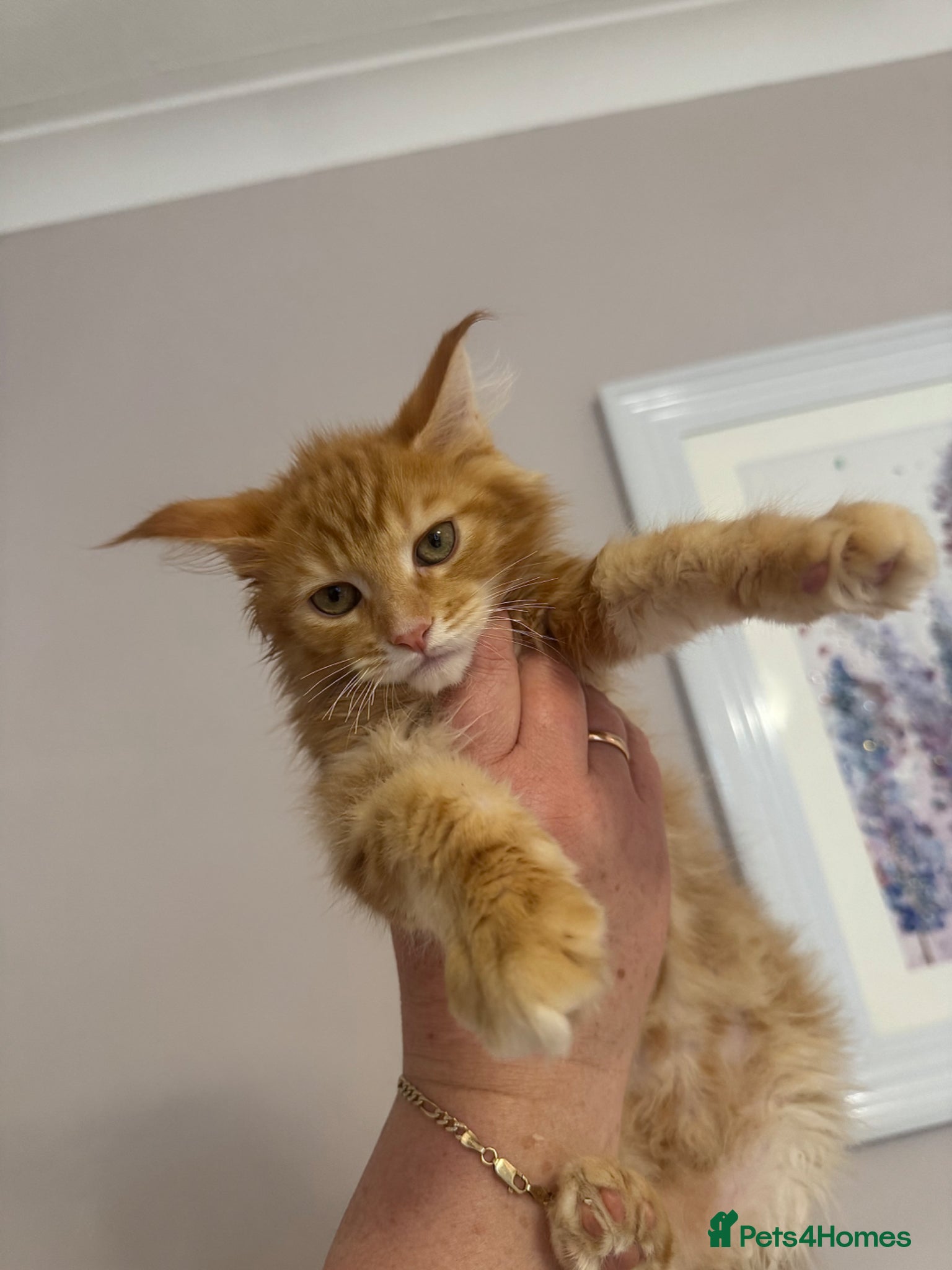 Maine Coon cats Maine Coon Kittens 🏆 20+ gen 🧬 Full Pedigree - Advert 2