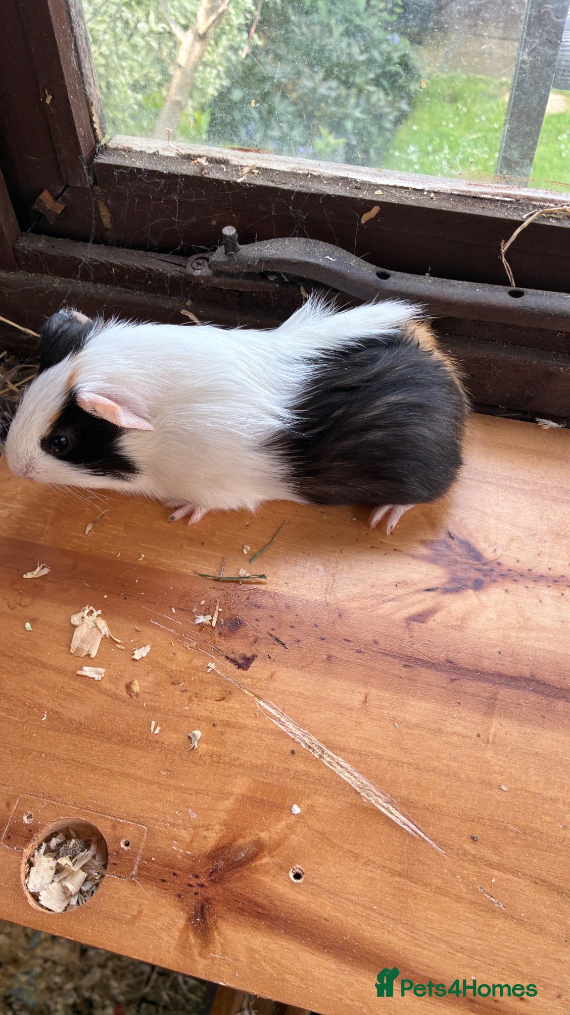 Guinea Pig rodents   1Female Guinea Pig For Sale! - Advert 22