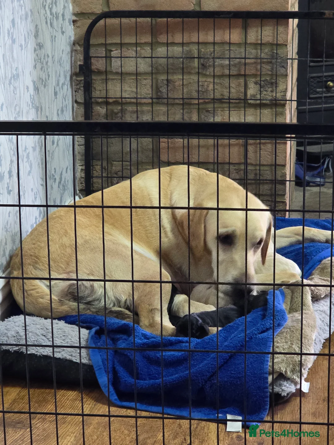 Labrador Retriever dogs for sale: 8x KC Reg Labrador's 4b /4g 3black 5 Golden - Advert 2