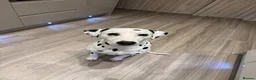Dalmatian dogs for stud: PROVEN Black spot KC registered Dalmatian for STUD - Advert 4