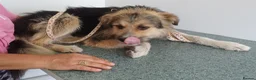 Mixed Breed dogs for adoption: BEN's Journey to Safety - Advert 3