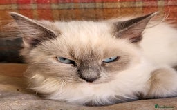 Siberian cats for sale: BEAUTIFUL REGISTERED SIBERIAN KITTENS  - Image 4