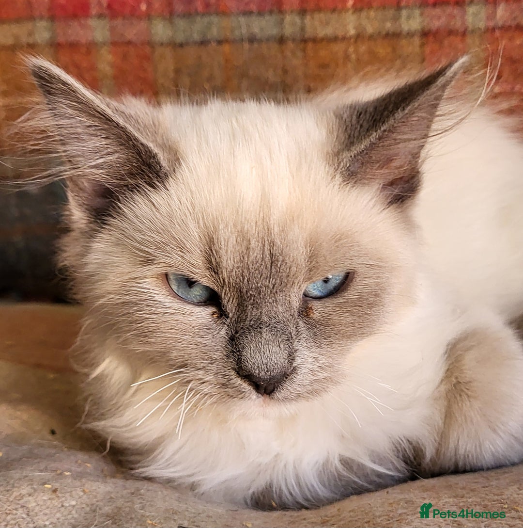 Siberian cats for sale: BEAUTIFUL REGISTERED SIBERIAN KITTENS  - Image 4