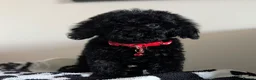Cavapoochon dogs for sale: Extensively Tested Cavapoochons Fully Vaccinated  - Advert 28