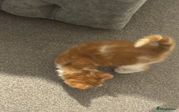 Mixed Breed cats for sale: Mixed breed Kittens  - Image 12