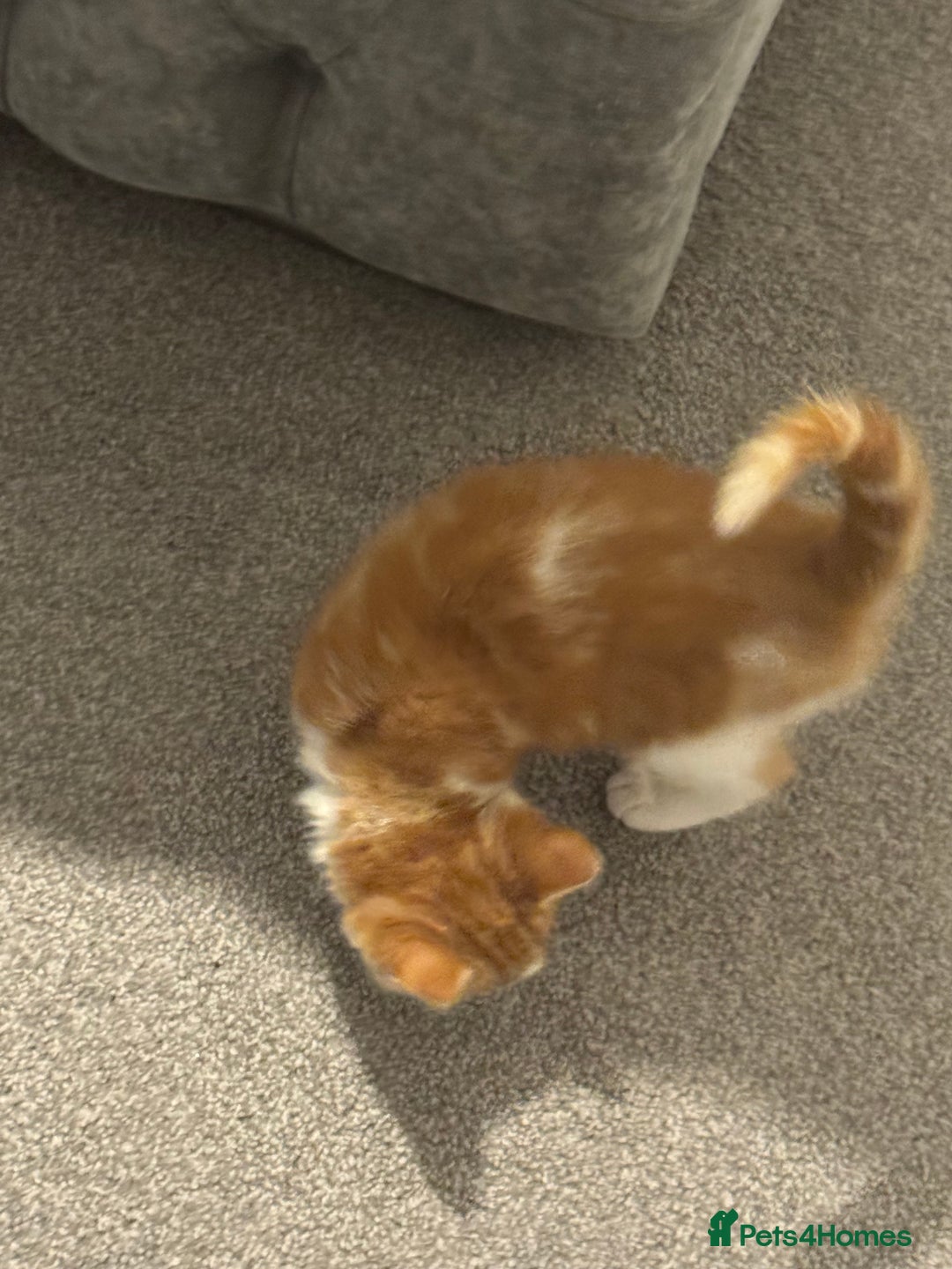 Mixed Breed cats for sale: Mixed breed Kittens  - Image 12