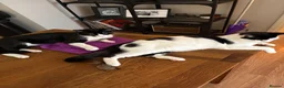 Mixed Breed cats for sale: Gary and prince - Advert 30