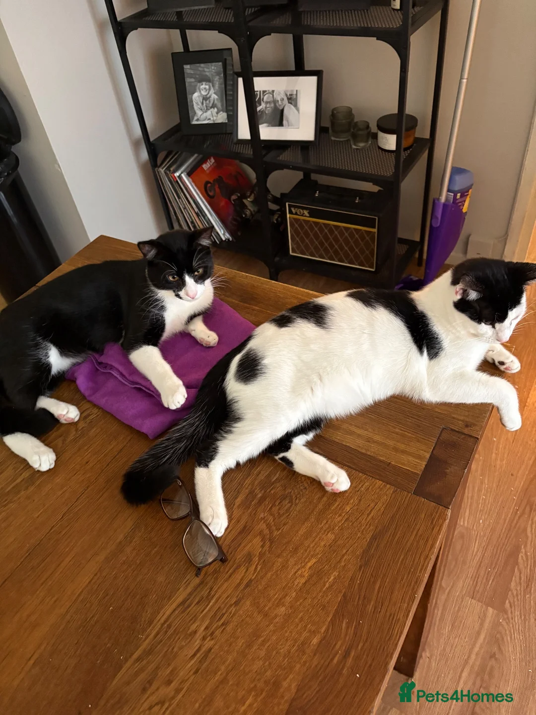 Mixed Breed cats for sale: Gary and prince - Advert 30
