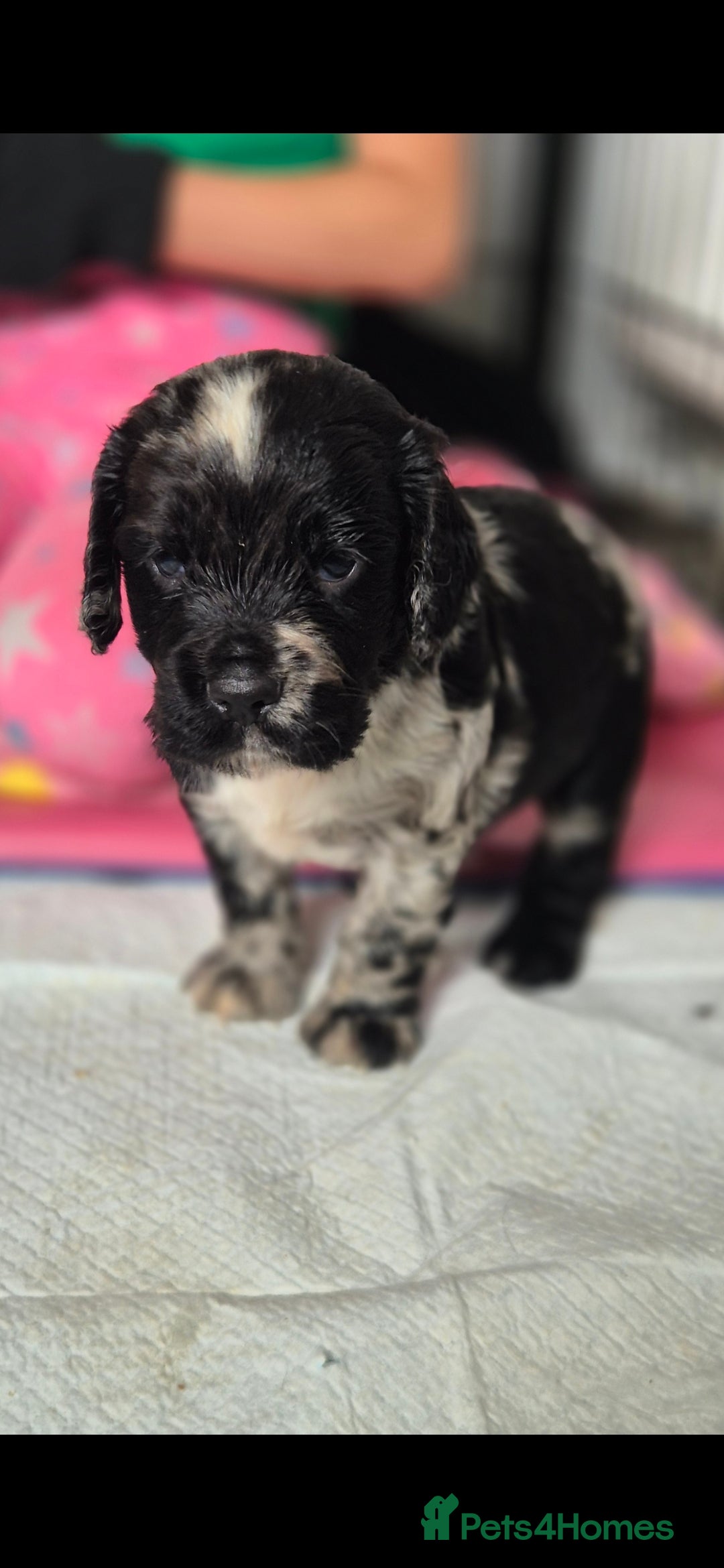 Cocker Spaniel dogs for sale: Merle, red and black cocker pups - Image 7